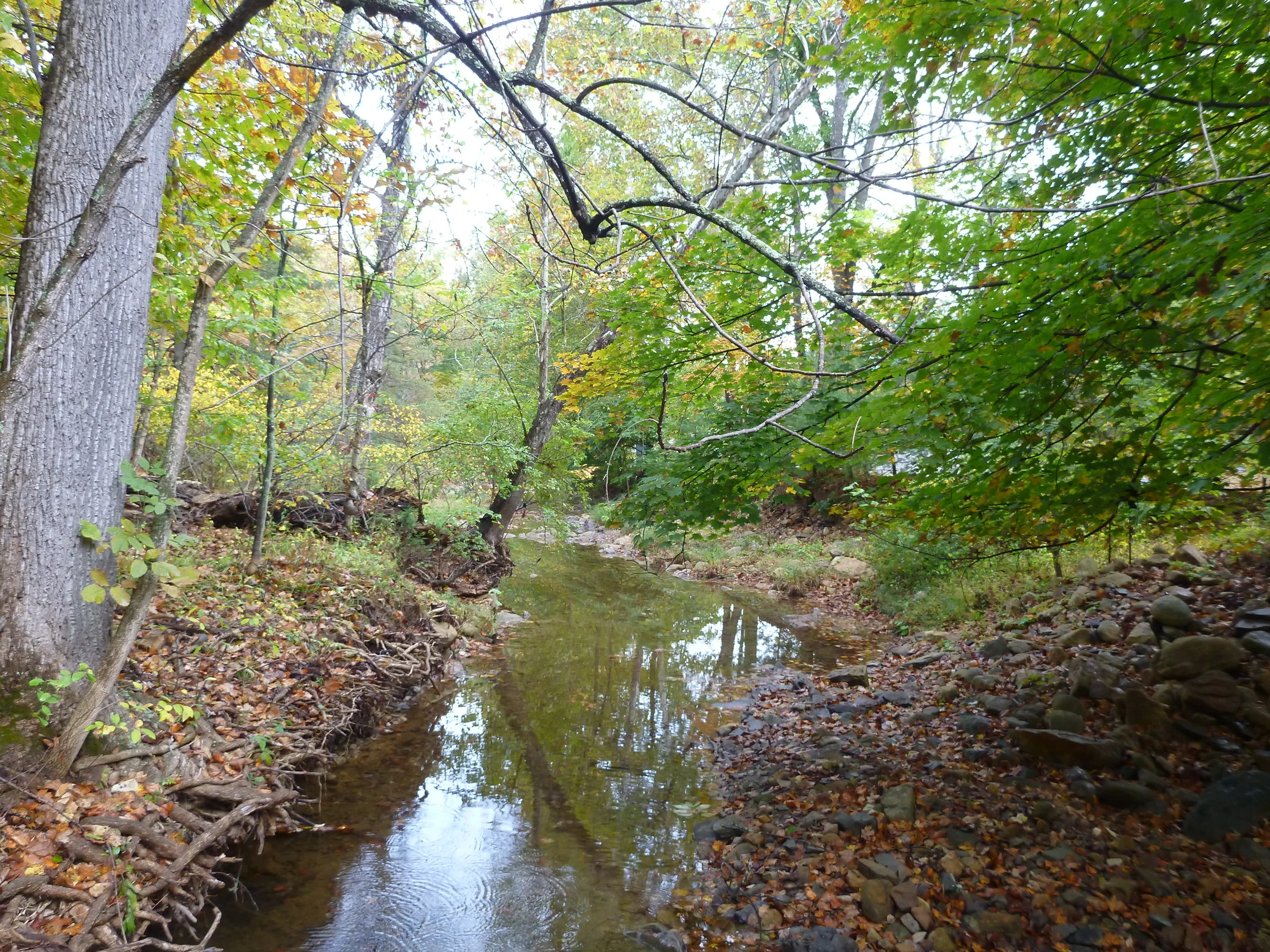 Photo Essay: A Behind-the-Trees Look at One Virginia Conservation Easement
