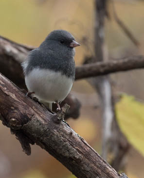 Dark-eyed Junco. Photo by Nicole Hamilton.