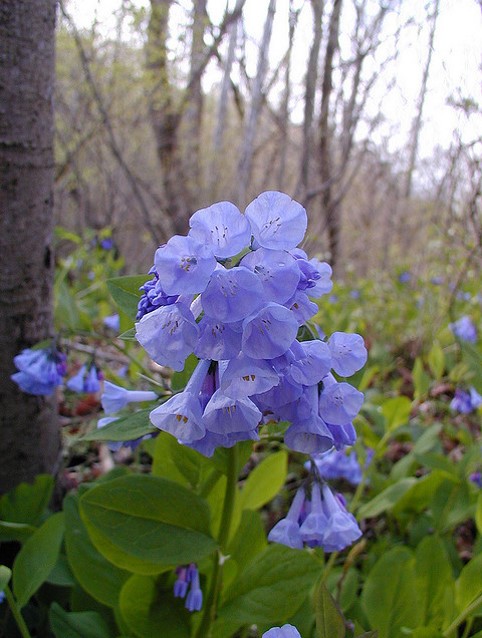 bluebells.jpg