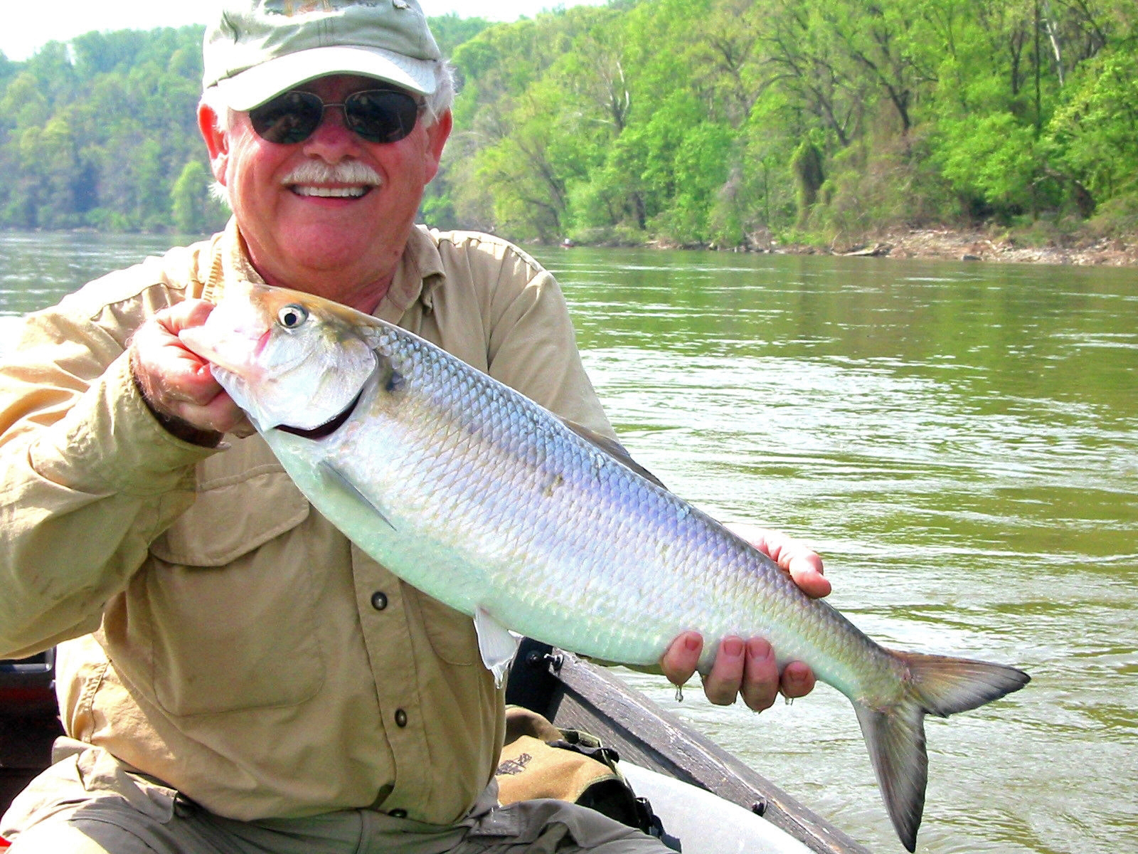 Bob Bishop holding an American Shad caught in the POtomac at Fletcher's Cove. Photo Taken by Tom Guffain.