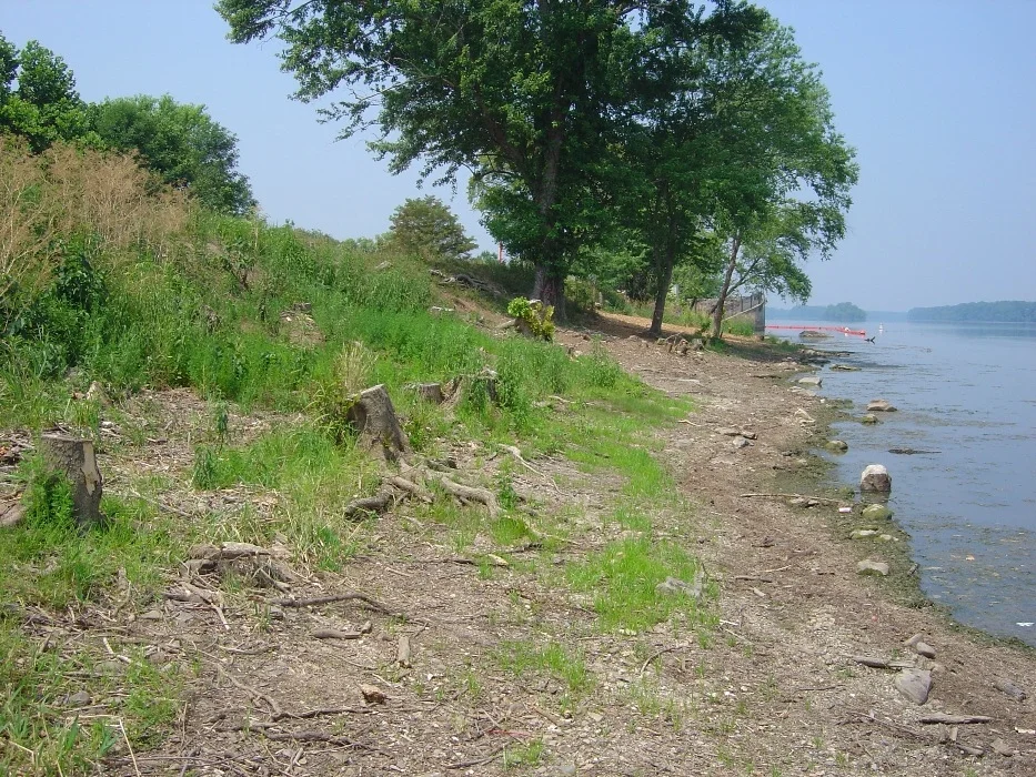 Why Donald Trump’s View on Trees Is Wrong