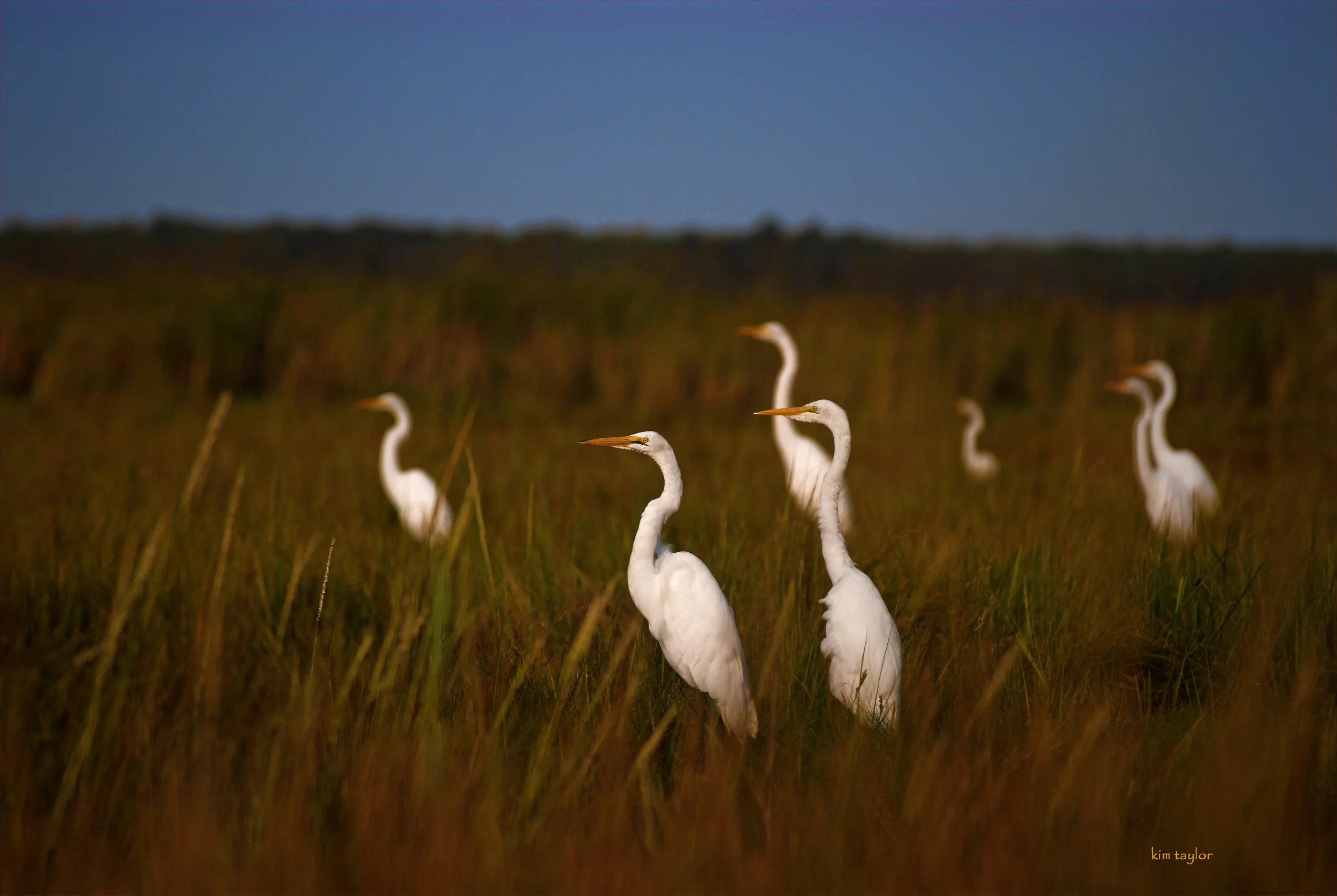 Guest Post: Federal Court Upholds Chesapeake Bay Restoration Plan
