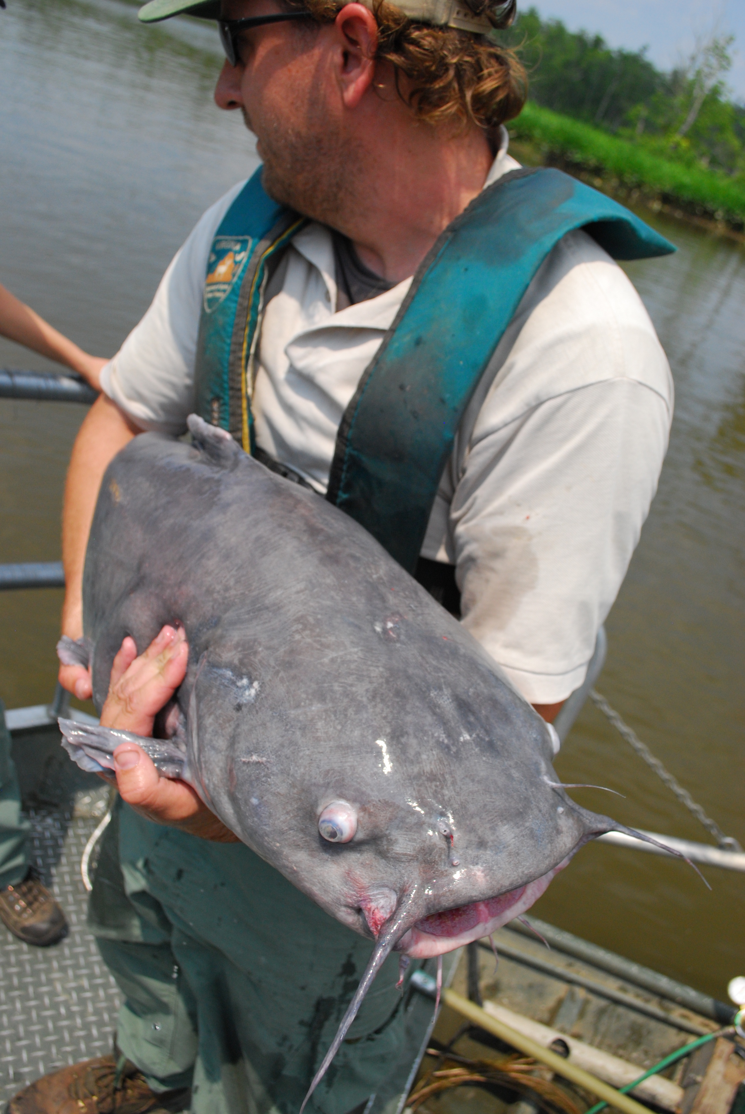 Blue catfish