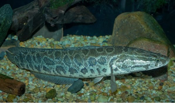 Northern snakehead