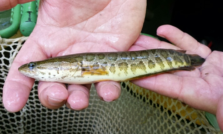 Juvenile snakehead