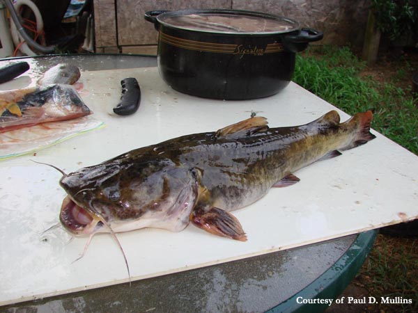 Flathead catfish