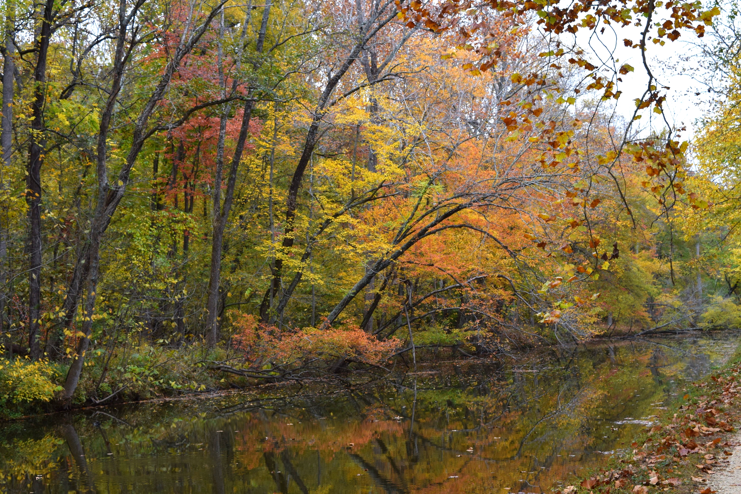  Fall along the Potomac.&nbsp; 