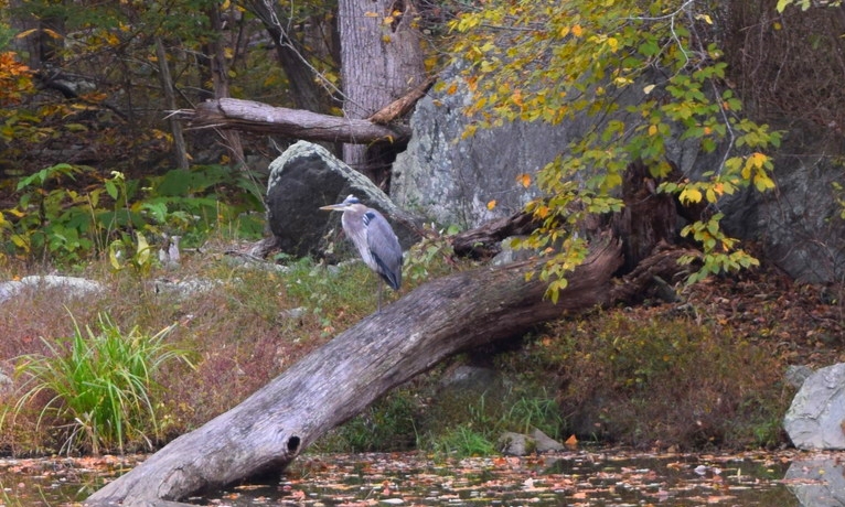  Great blue heron on the C&amp;O Canal. 