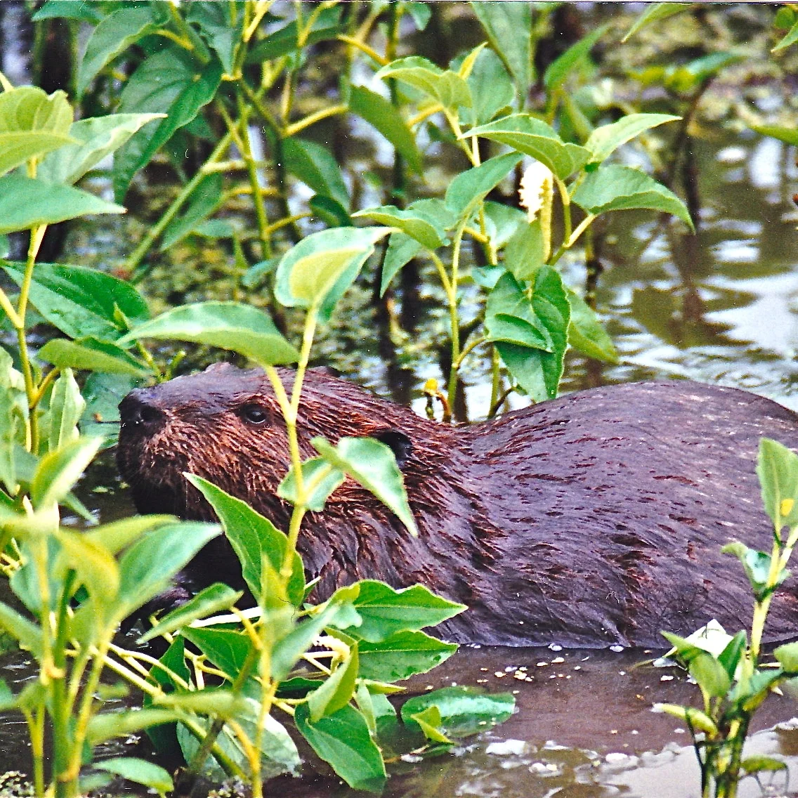 Study Finds Beaver Dams Help Clean Polluted Waters