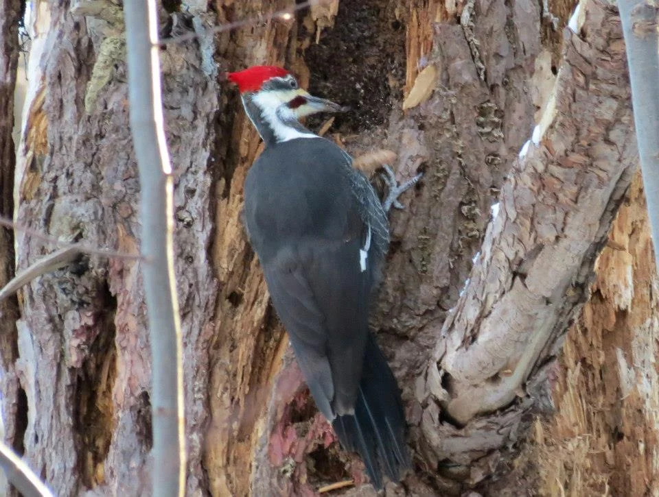 Photo Essay: A Walk in the Winter Woods
