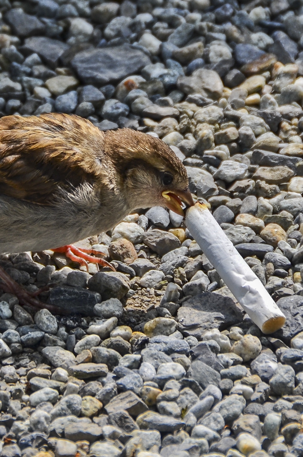 bird cigarette butt pollution