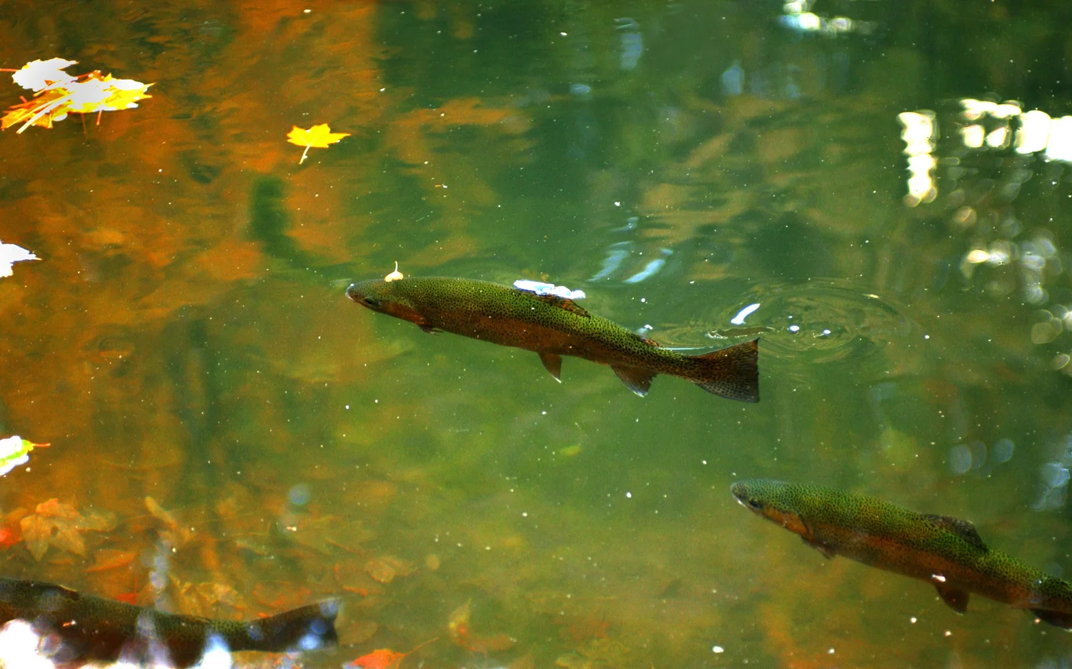 Top threats to native fish in the Potomac River — Potomac Conservancy