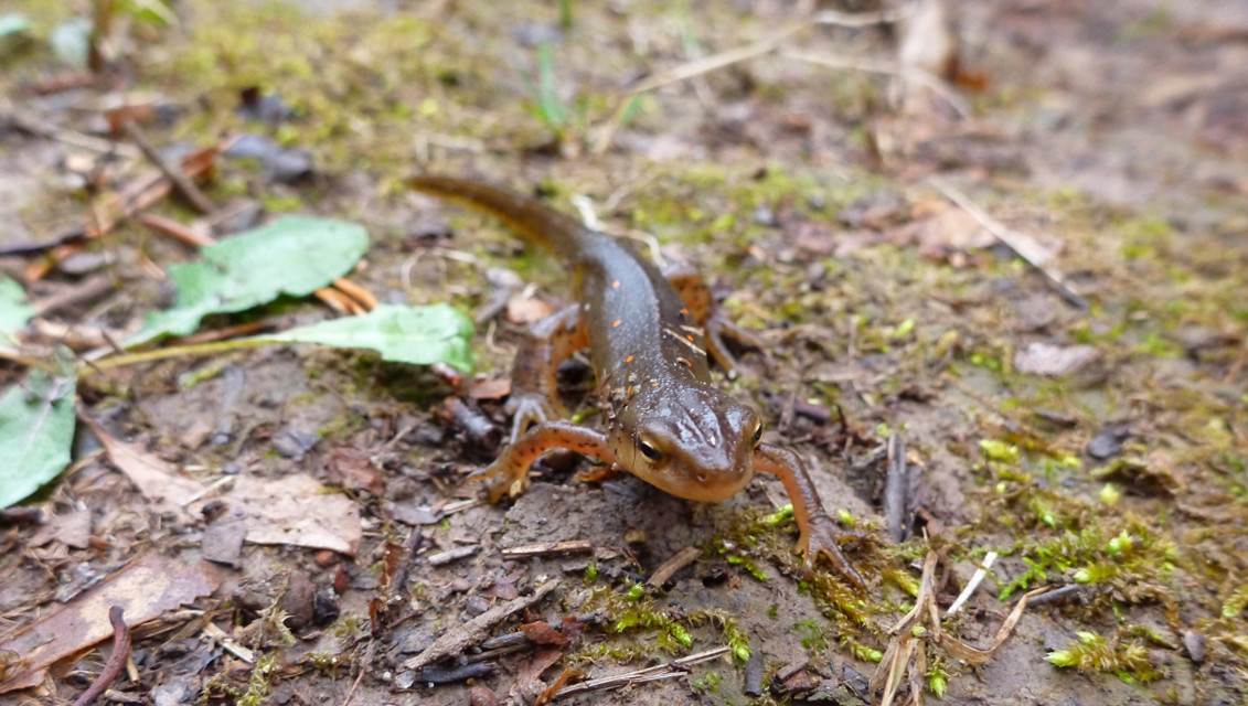 Field report: 9 animals protected on conserved lands