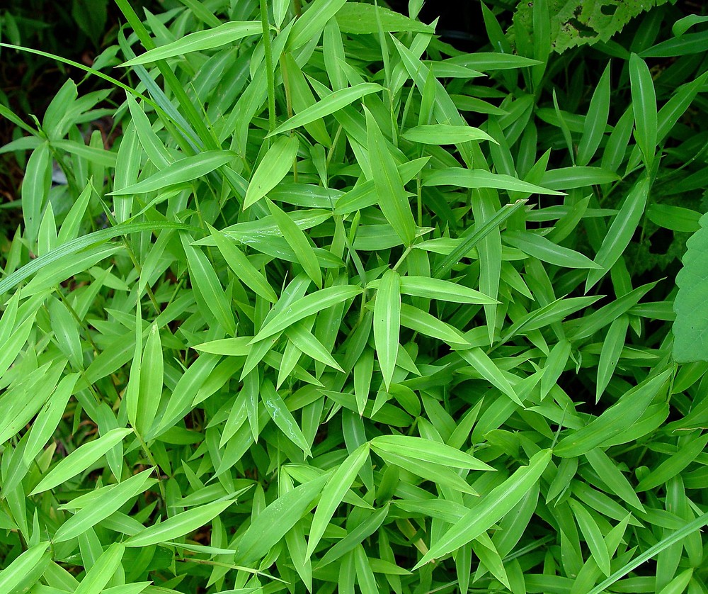 apanese stiltgrass invasive plant