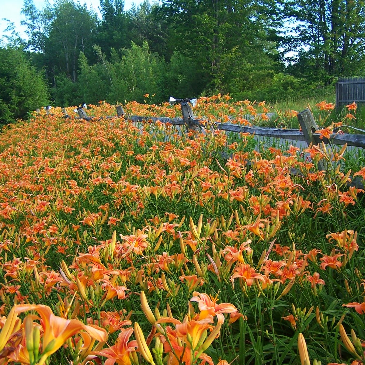 5 local plants you'd never guess are invasive (and what you can replace them with)