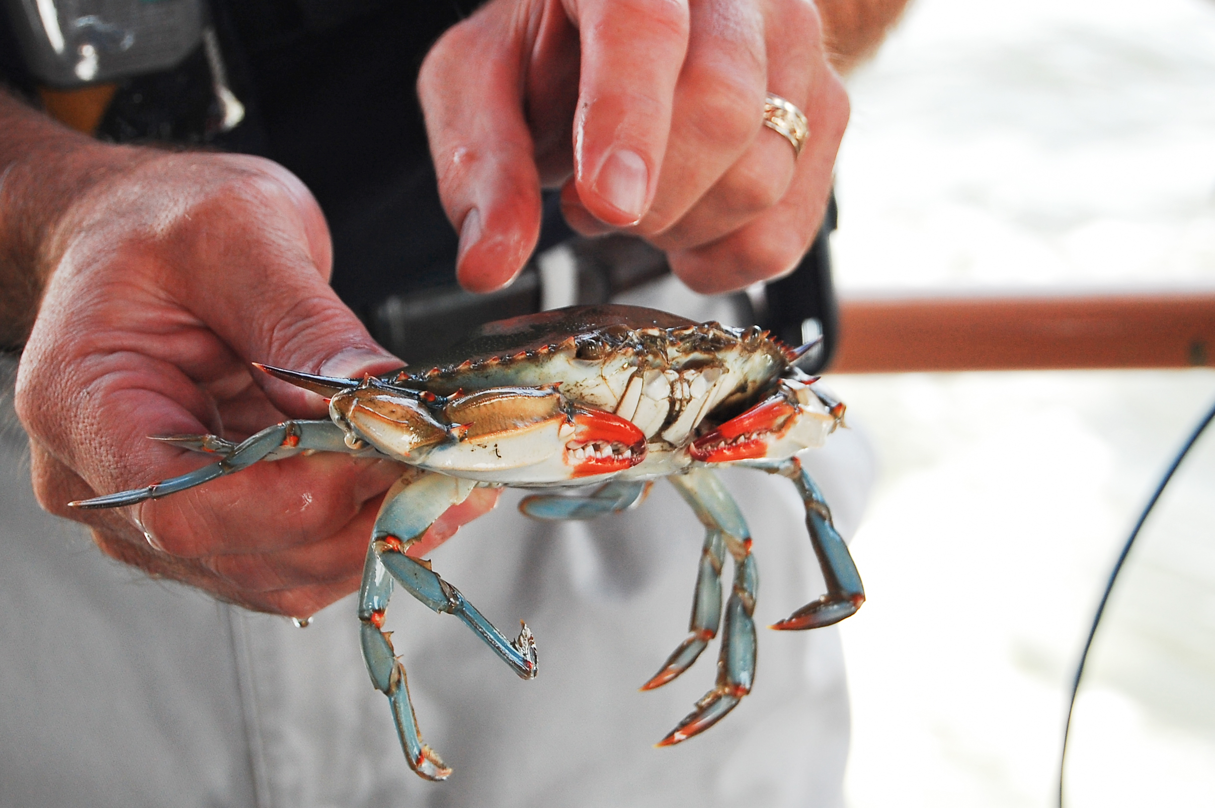 blue crab chesapeake bay potomac river