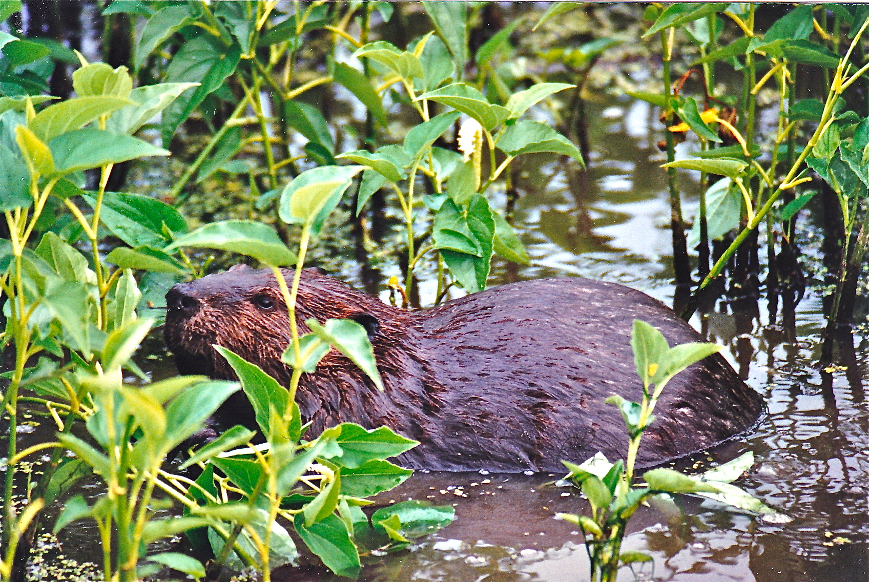 Beaver potomac river