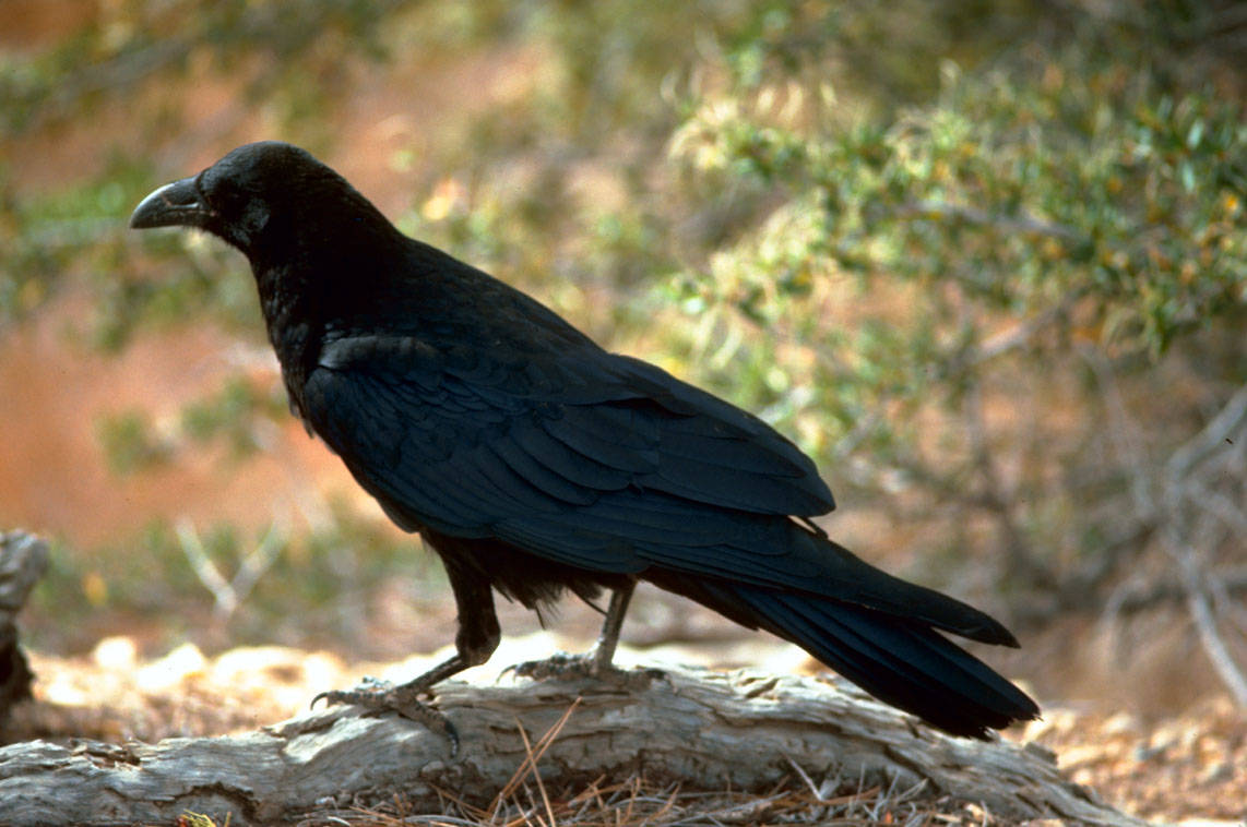 raven washington dc potomac river