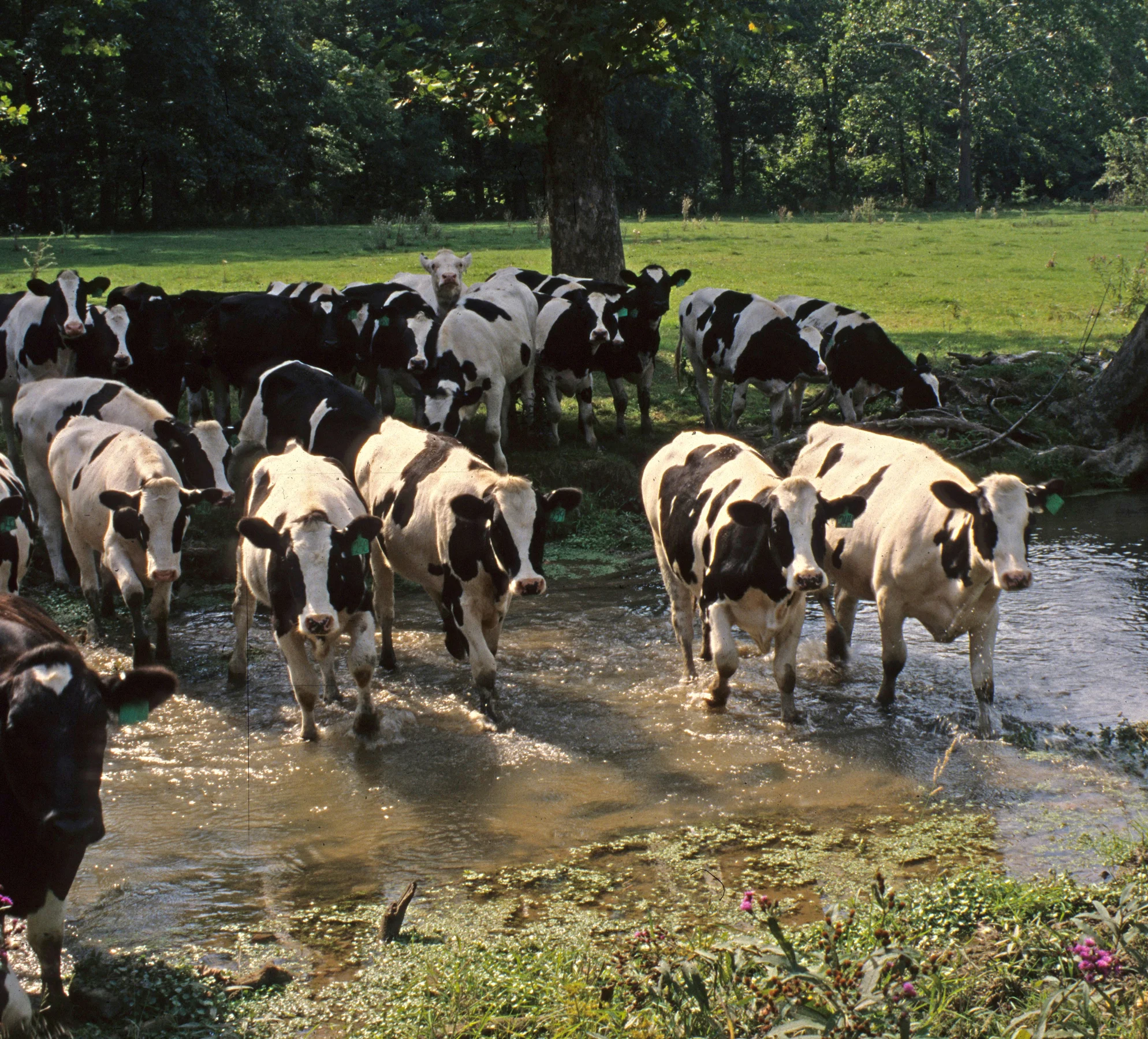 5 *completely legal* ways to pollute the Potomac