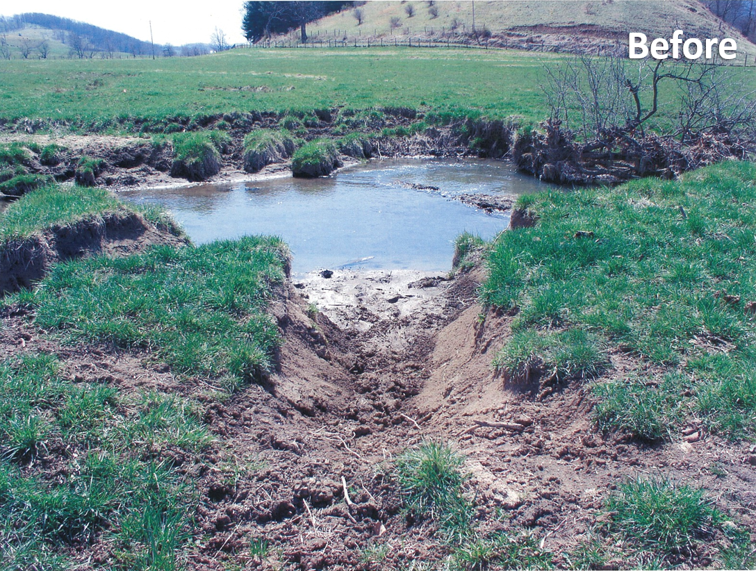 cattle crossing before.PNG