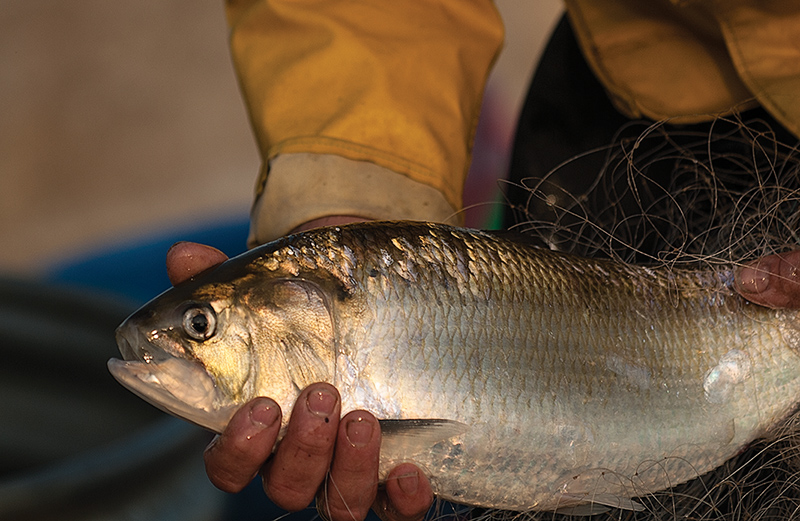 Shad set spawning record in the Potomac River — Potomac Conservancy