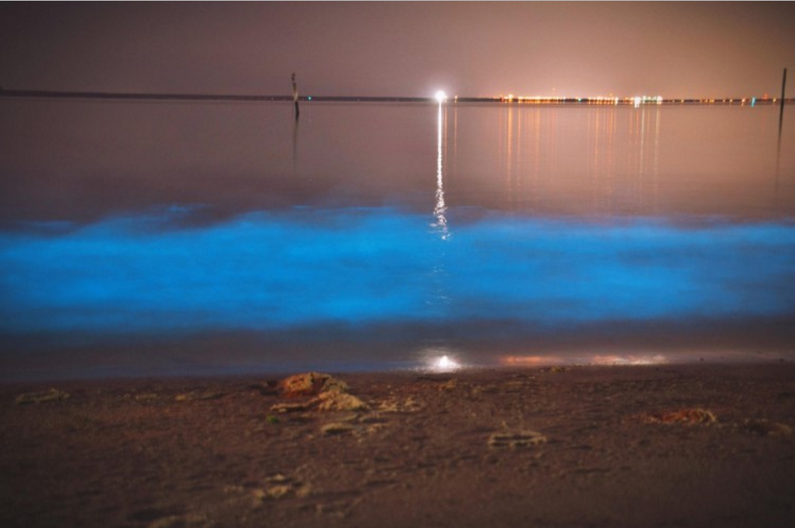 Bio-luminescent Alexandrium monilatum Algal bloom alonG the Elizabeth River in Virginia. Photo: Jeff Robertson and Rachel Petet, Old Dominion University.