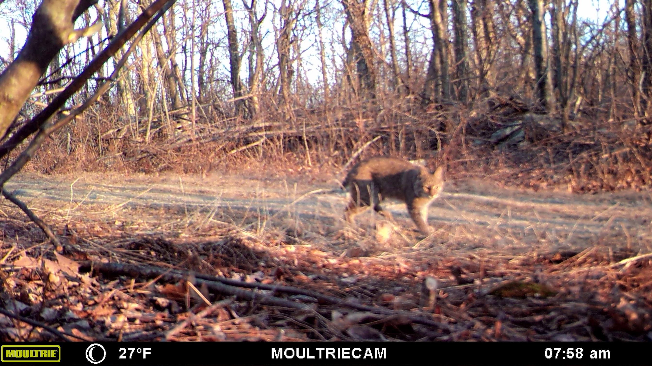 White Horse Mountain West Virginia bobcat