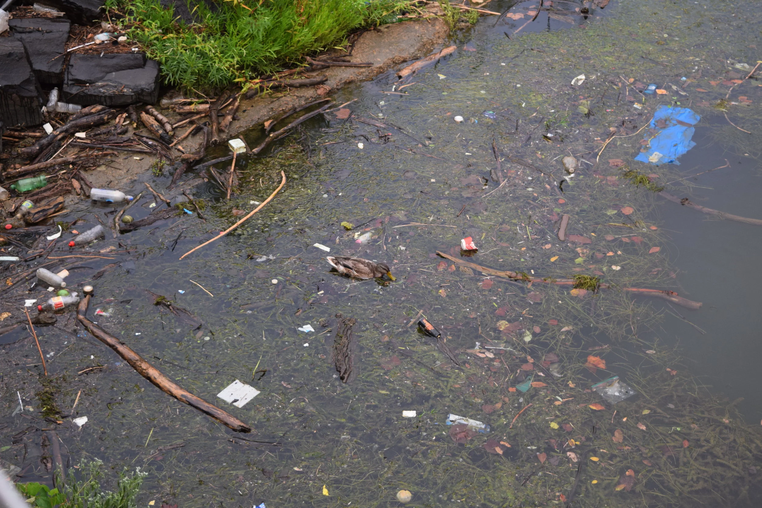 6 types of trash that harm local animals