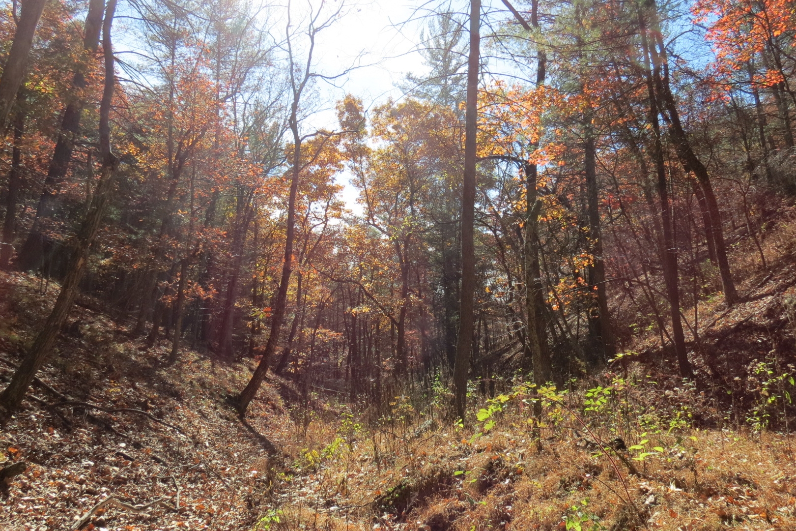 Forest and Stream (Taken on property, near road).JPG