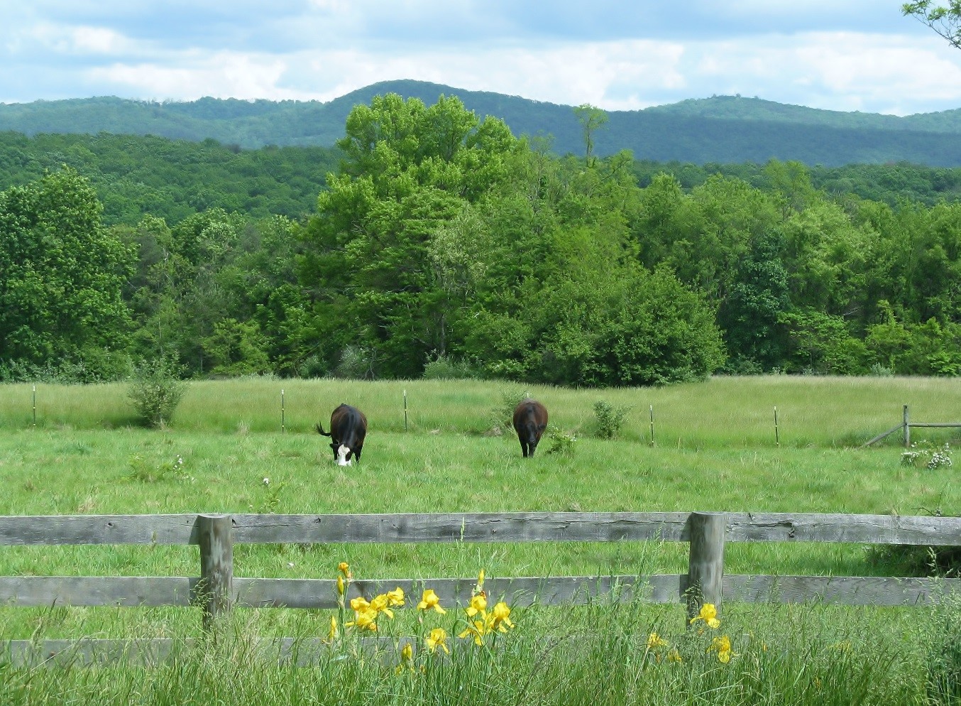Private conservation easement, Hampshire County, West Virginia. Emily Warner, 2012.