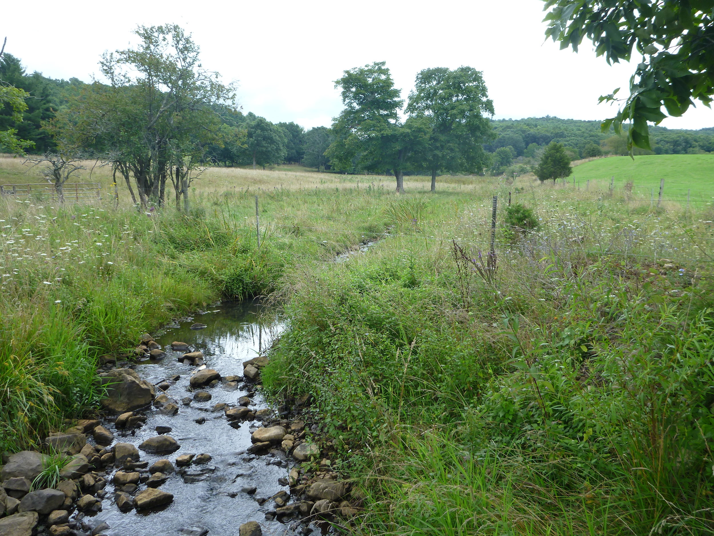 A vegetated riparian buffer zone established on a conservation easement in West Virginia.