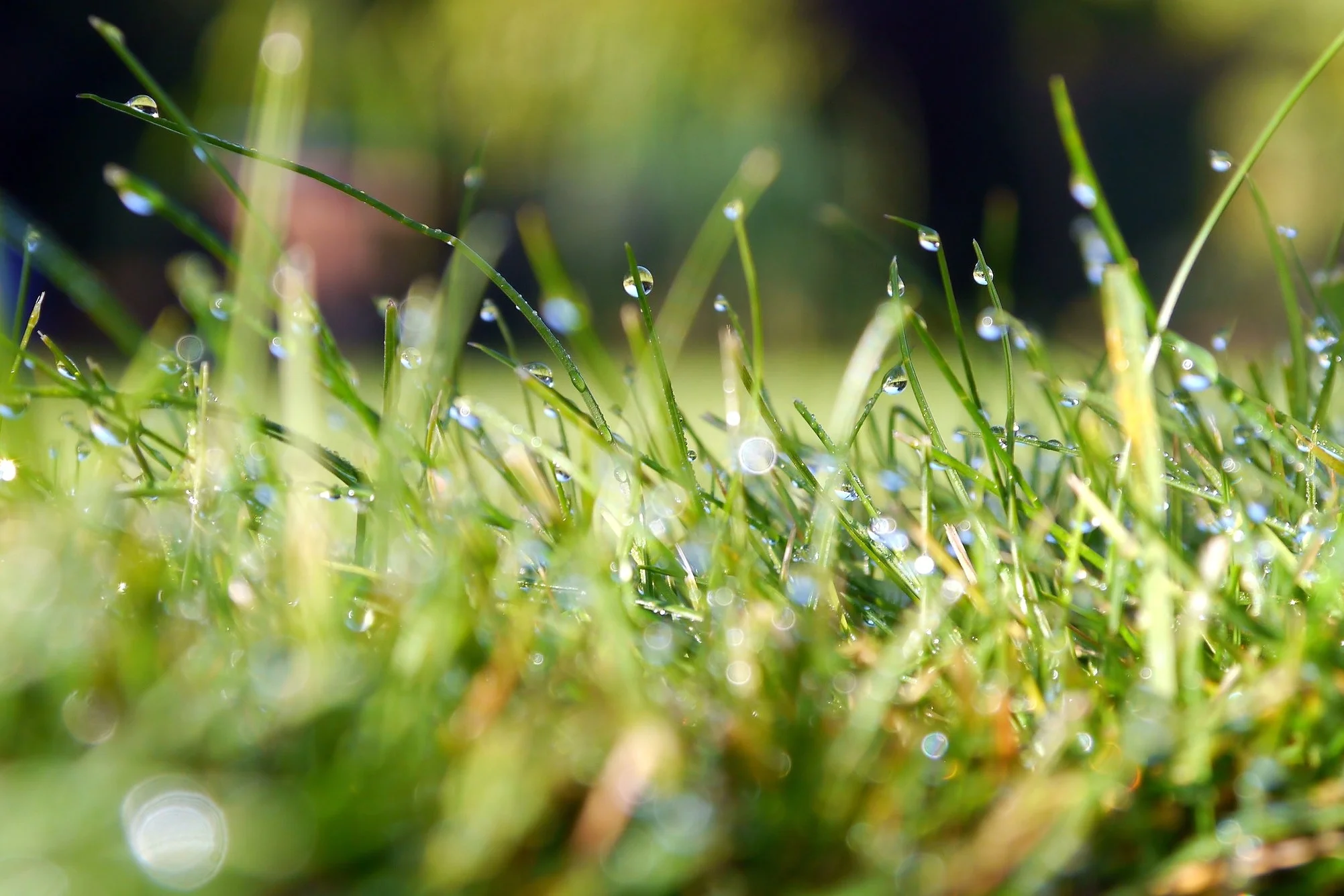Grass-Blades-of-Green.jpeg