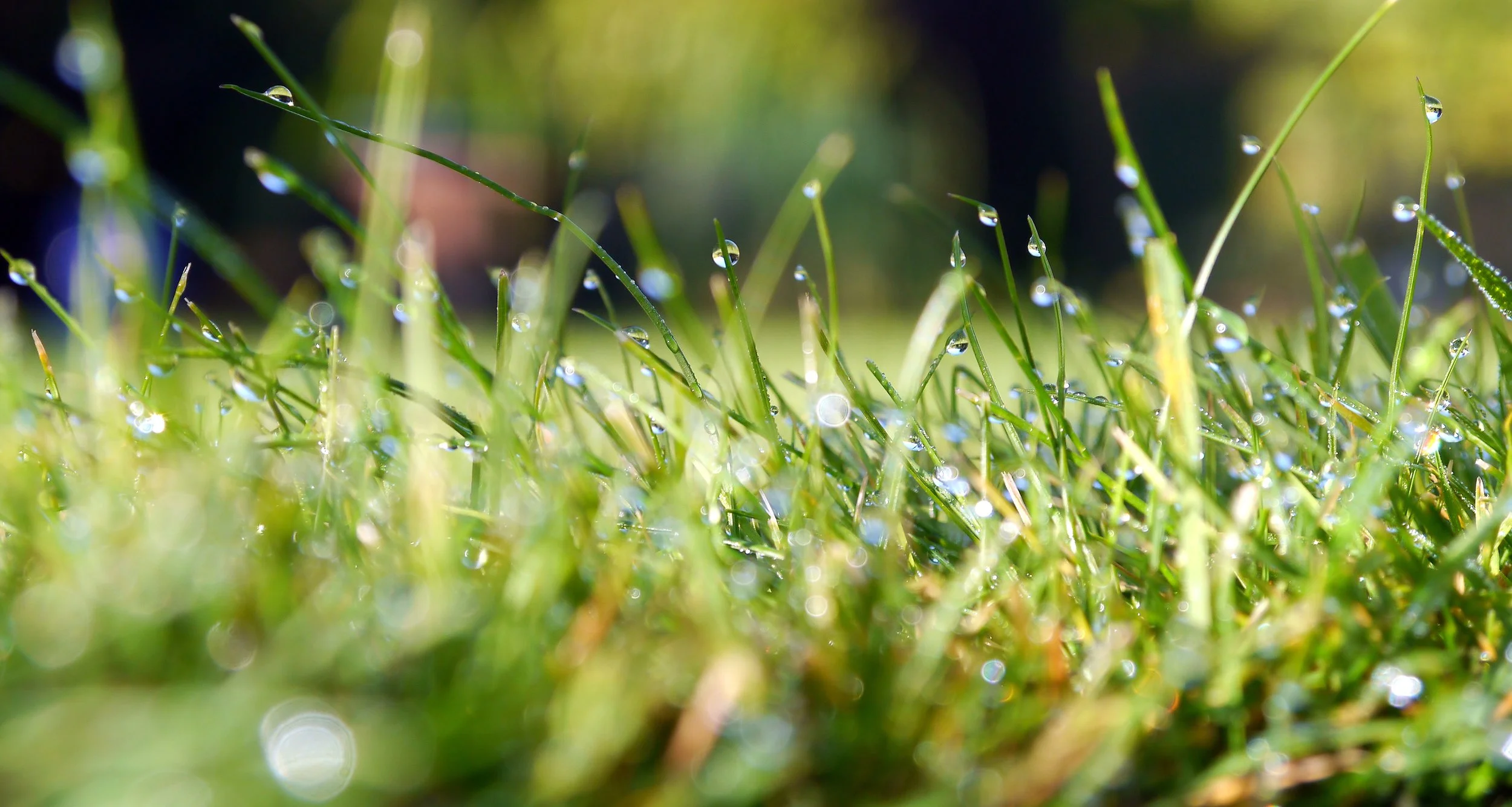 What's plaguing the Potomac River? It could be your lawn.