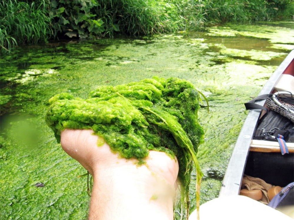 Algae bloom on the Shenandoah River. Photo credit: Alan Lehman, Program Manager, Shenandoah Riverkeeper