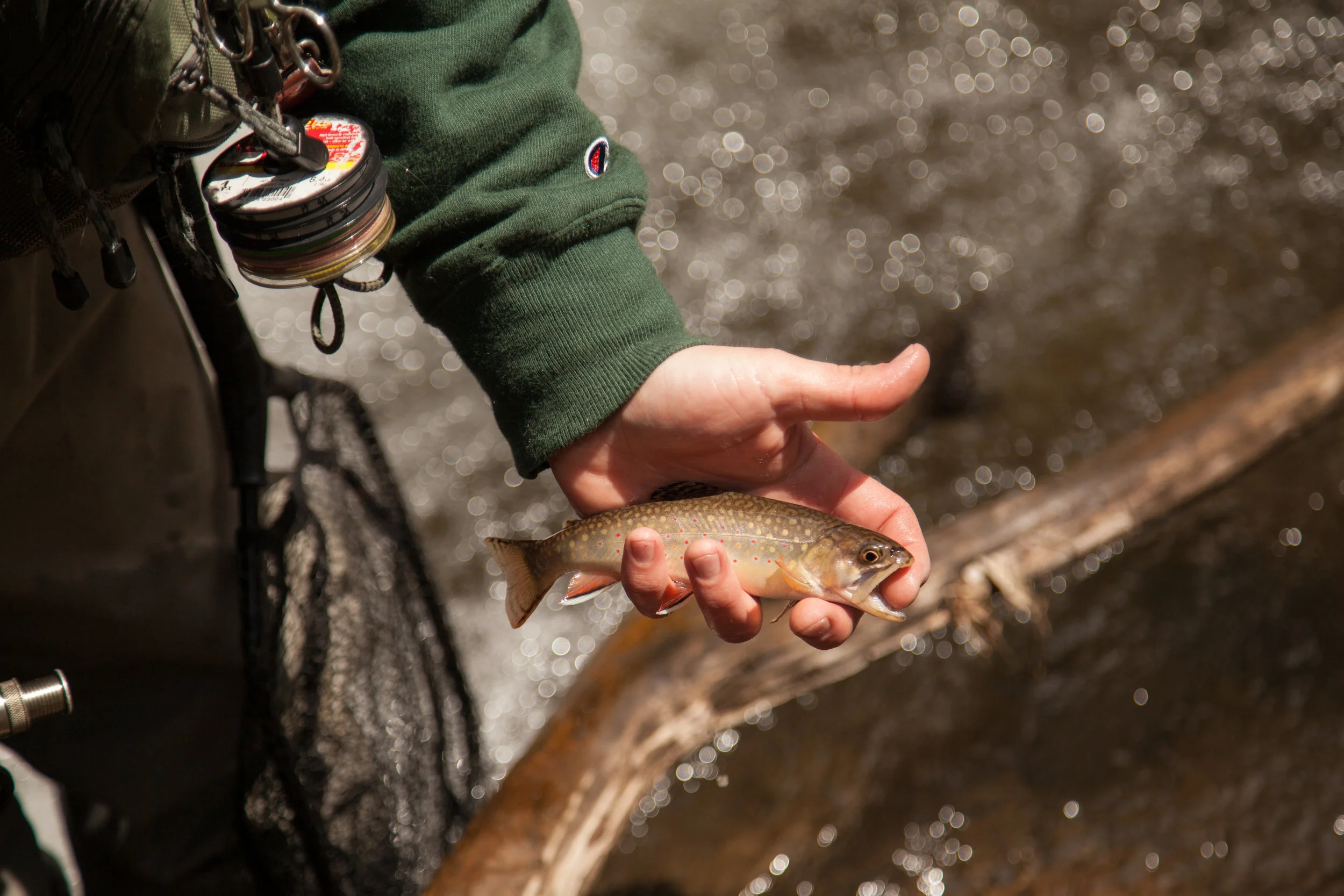 Dustin Wichterman, Potomac Headwaters Project Coordinator with Trout Unlimited, fishes for brook trout in Pendleton County, W.Va., on May 2, 2014. (Photo by Steve Droter/Chesapeake Bay Program)