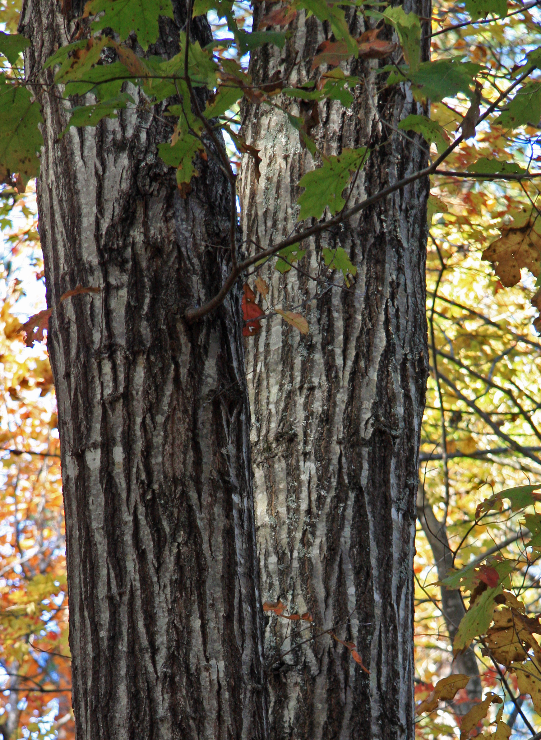 Quercus_rubra_N_red_oak_bark.jpg