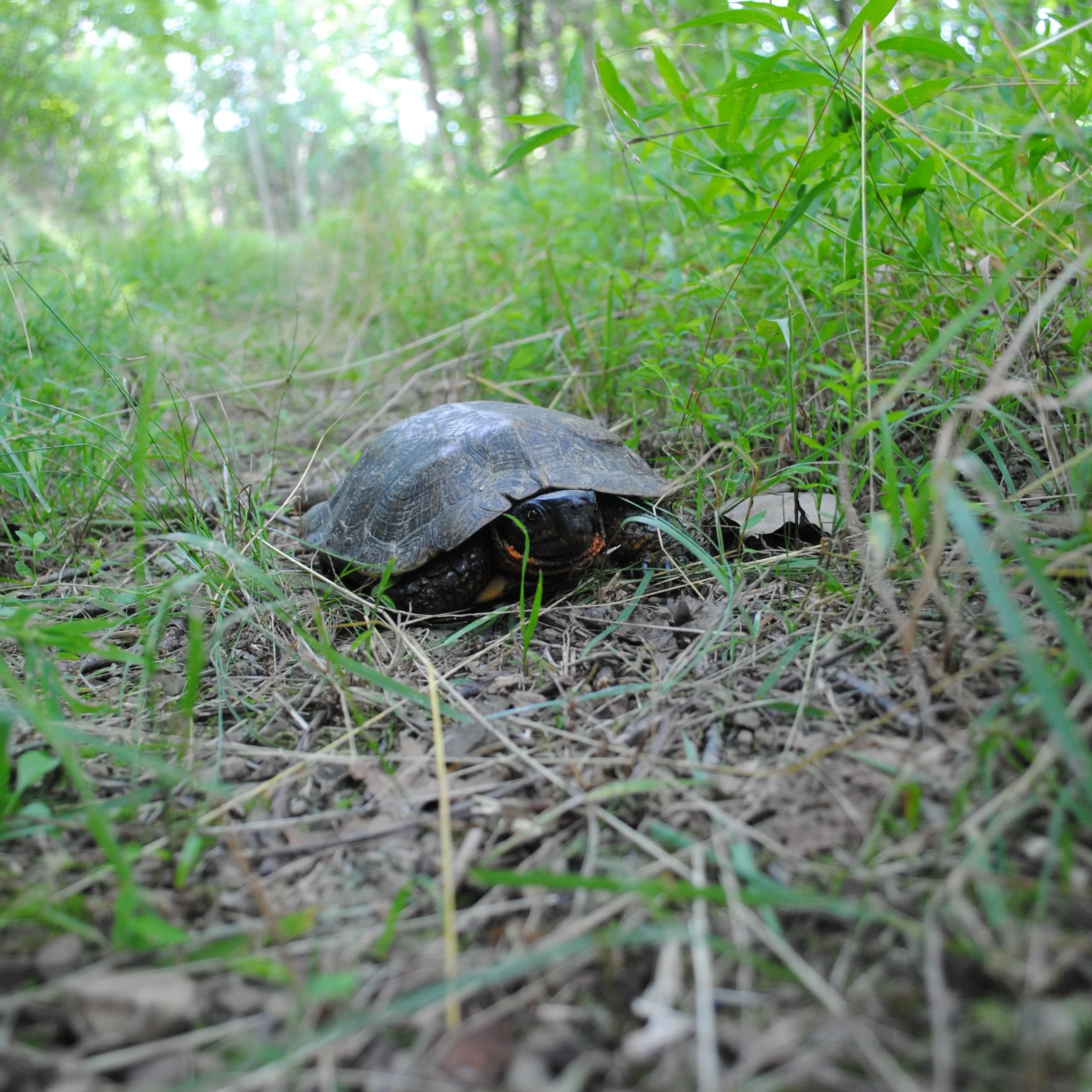 Upstream land conservation protects locally endangered turtle