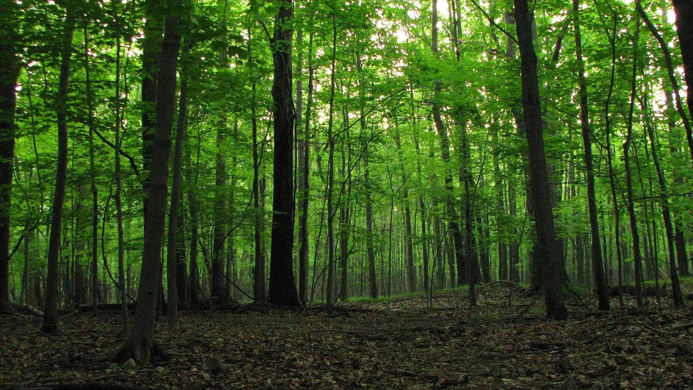 hardwood-forest.jpg