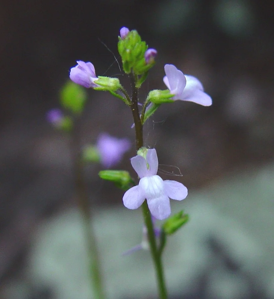 imperiled oldfield toadflax