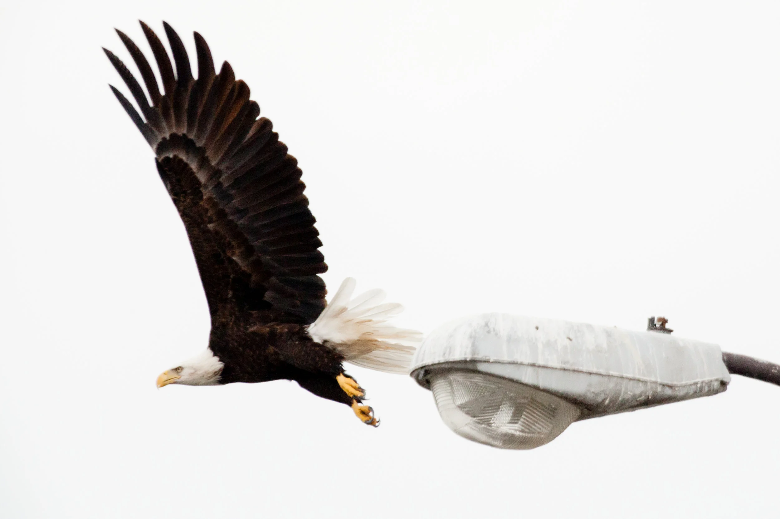 A bald eagle flies from its perch on a light post at the Washington Navy Yard in Washington, DC. Photo by Chesapeake Bay Program.