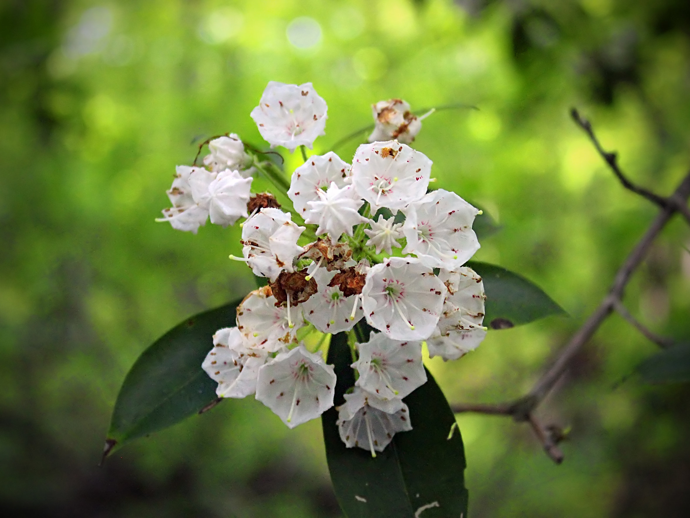 Mountain Laurel Nicholas A Tonelli.jpg