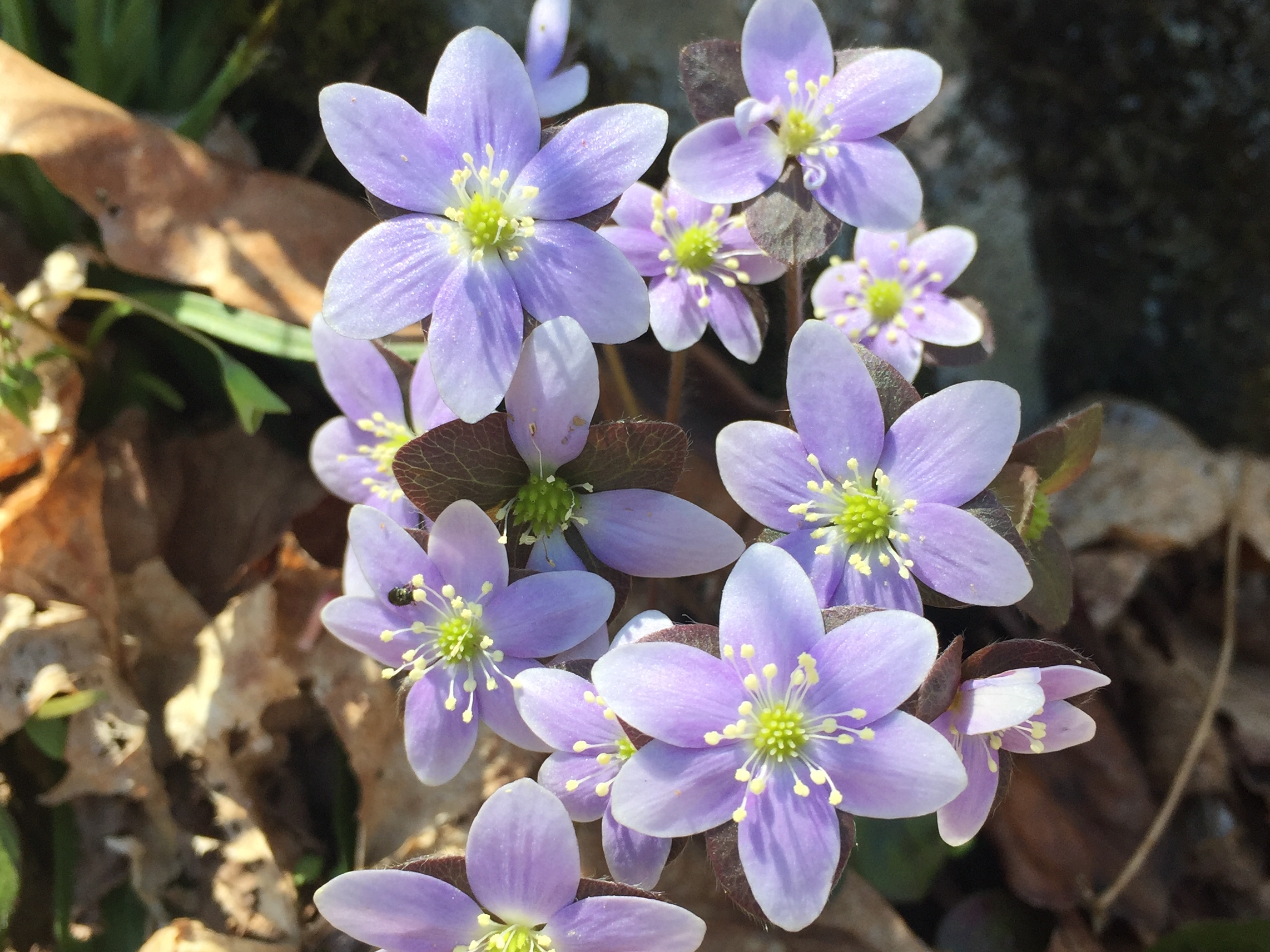 Hepatica.vertical_EW_SNP.JPG