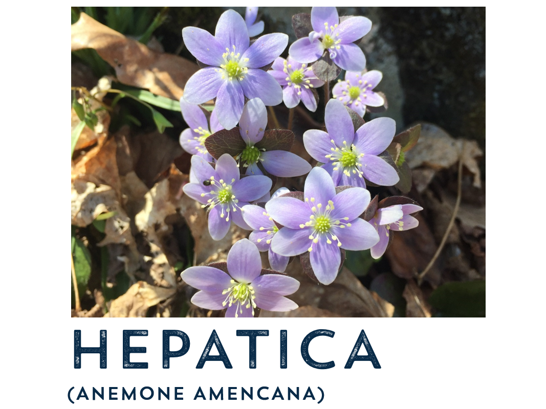 hepatica.PNG