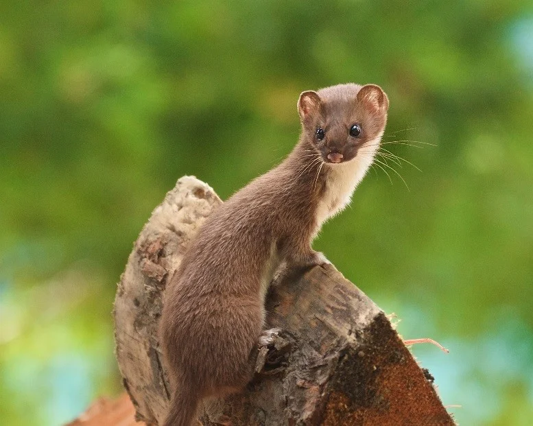 weasel.jpg