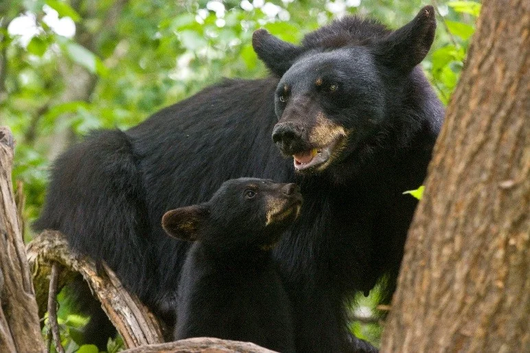 bear.jpg