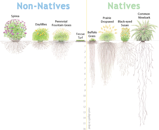 roots_diagram.gif