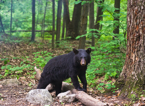 7 threatened animals to keep an eye out for on your next hike — Potomac  Conservancy