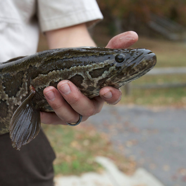 Fighting the invaders: what you can do to combat invasive fish