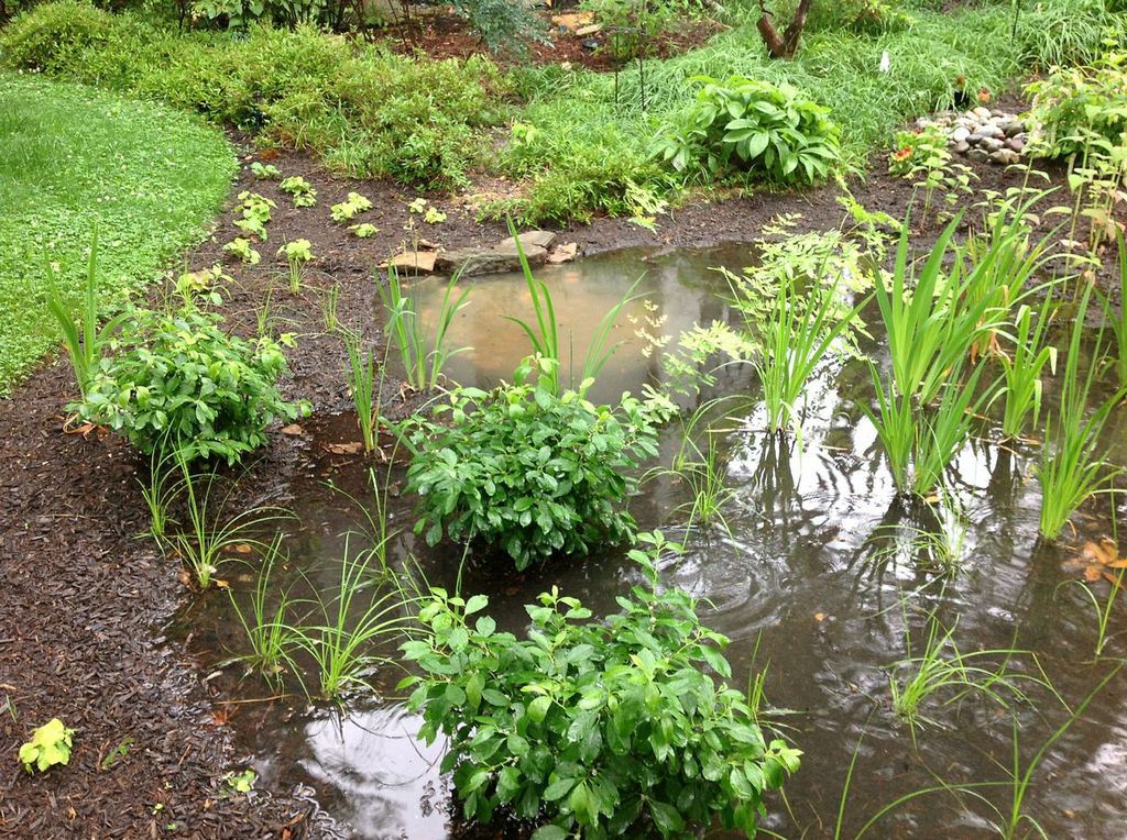rain garden in use.jpg