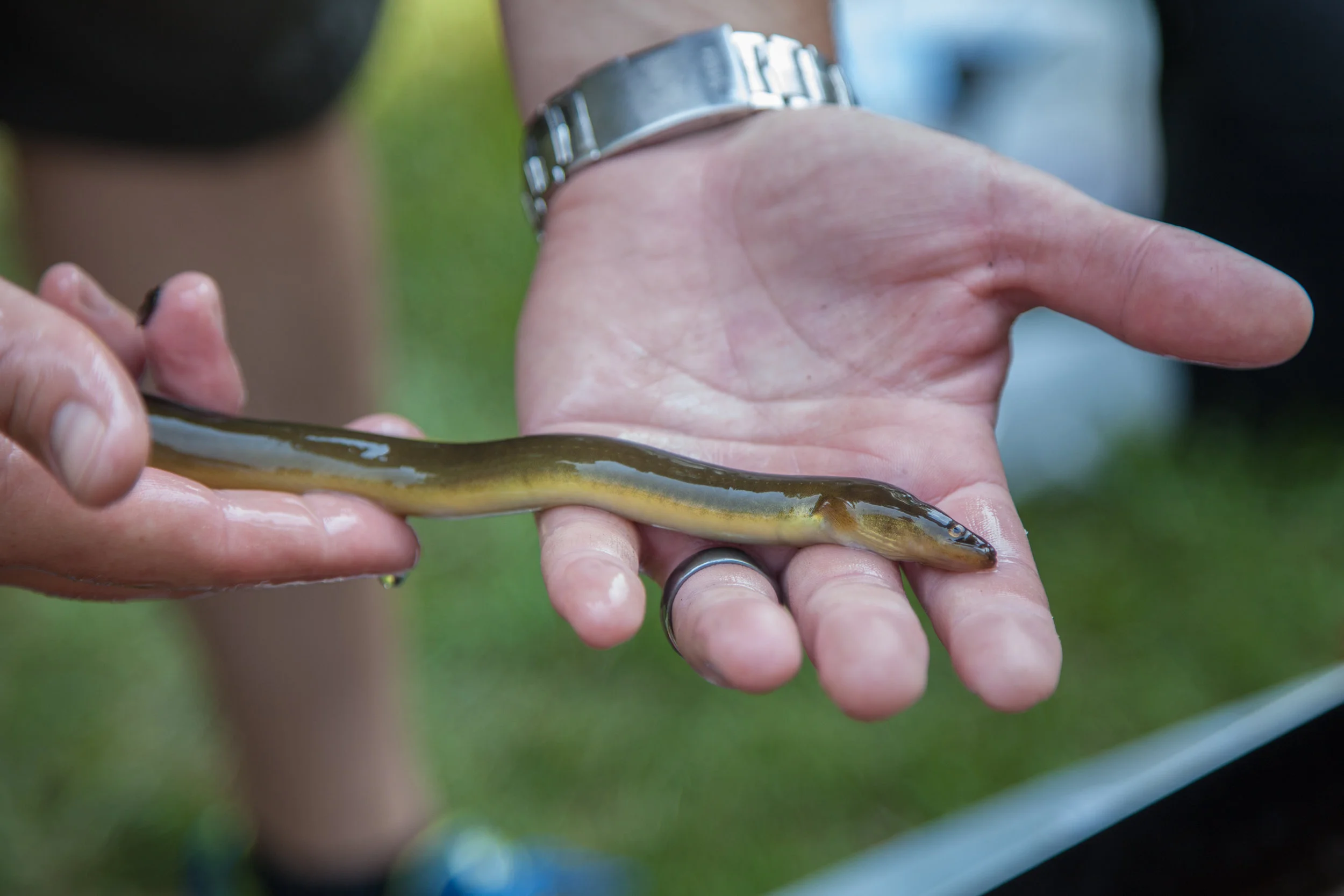 image courtesy of USFWS monitoring American eels in Buffalo Creek, Pa. 33, chesapeake bay program flickr